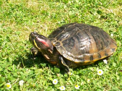 sa c ma tortue il et tros belle 